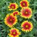Gaillardia Royal