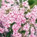 Phlox Maculata Natasha