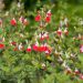 Salvia Hot Lips