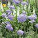 Scabiosa Butterfly Blue