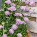 Scabiosa Pink Mist