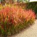 Graminacea Imperata Red Baron