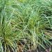 Graminacea Carex Evergold
