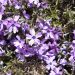 Phlox nana Purple Beauty