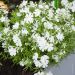 Phlox nana White Delight