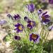 Anemone pulsatilla viola