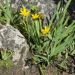 Sisyrinchium Californicum Giallo