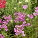 Achillea millefoglie Cerise Queen
