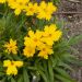 Coreopsis grandiflora Mayfield Giant