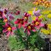 Anemone pulsatilla  rosso