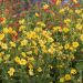 Geum chiloense Lady Stratheden