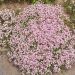 Gypsophila repens Rosea