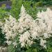Astilbe bianca Deutschland, Astilbe japonica