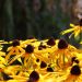 Rudbeckia fulgida var. speciosa