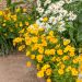 Coreopsis nano giallo