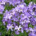 Campanula pyramidale blu