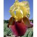 Iris a grandi fiori Accent