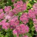 Sedum spectabile rosa Brilliant