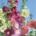 Alcea Malvarosa Malvone semplice - Colori misti