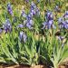 Iris a grandi fiori Blue Shimmer