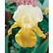 Iris a grandi fiori Pinnacle