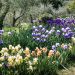 Iris a grandi fiori in mix