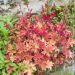 Heuchera o Campana di corallo MARMALADE ®