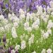 Lavanda vera o Lavandula angustifolia Ellagance Snow