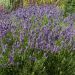 Lavanda vera o Lavandula angustifolia LesBleus Thierry