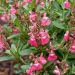Salvia arbustiva rosa o Salvia greggii MIRAGE TM Pink