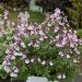 Salvia arbustiva rosa o Salvia greggii MIRAGE TM Soft Pink