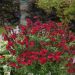 Salvia arbustiva rosso ciliegia o Salvia greggii MIRAGE TM Cherry Red