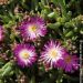 Delosperma vivace LIDO ® Magenta White Eye