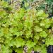 Heuchera LIME MARMALADE ®