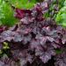 Heuchera MIDNIGHT ROSE ®