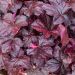 Heuchera MIDNIGHT ROSE ®