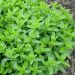 Menta Marocchina o Menta spicata 'Nanah'