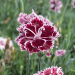 Garofano nano delle Alpi ‘Mendlesham Minx’ o Dianthus alpinus
