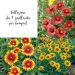Collezione da 9 gaillardie per bouquet