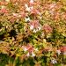 Abelia Kaleidoscope ®