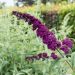 Buddleia Royal Red - Albero delle farfalle - Lillà dell'estate