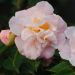 Camelia High Fragrance