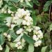 Symphoricarpos Albus White Hedge
