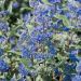 Caryopteris Heavenly Blue