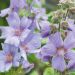 Lavatera BLUE BIRD  ® Renlav