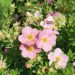 Potentilla LOVELY PINK ® Pink Beauty