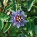 Passiflora Purple Haze