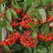 Cotoneaster Lacteus o Cotognastro latteo