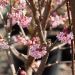 Viburnum Bodnantense Dawn