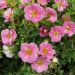 Potentilla arbustiva Pink Paradise ® Kupinpa Cov